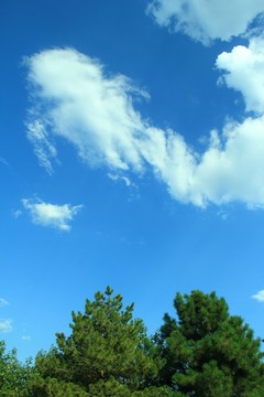 樹林 草地  藍(lán)天 白云