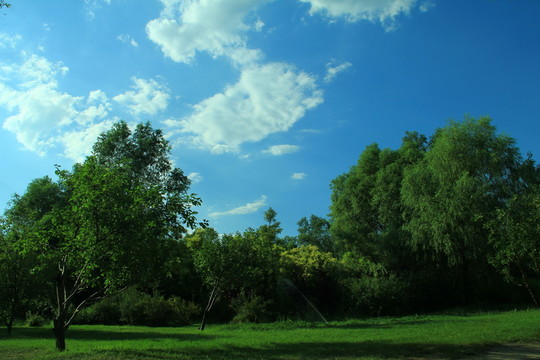 樹林 草地  藍天 白云
