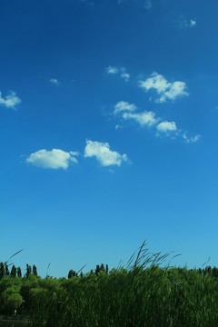 樹林 草地  藍天 白云
