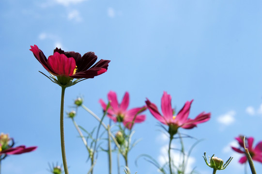 格桑花