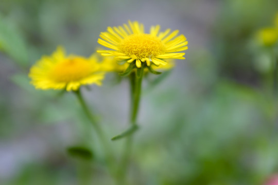 雛菊
