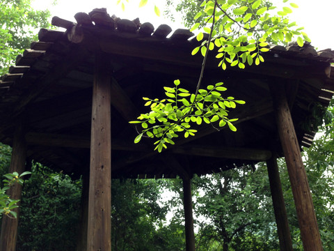 南京 將軍山 風(fēng)景 戶外 公園