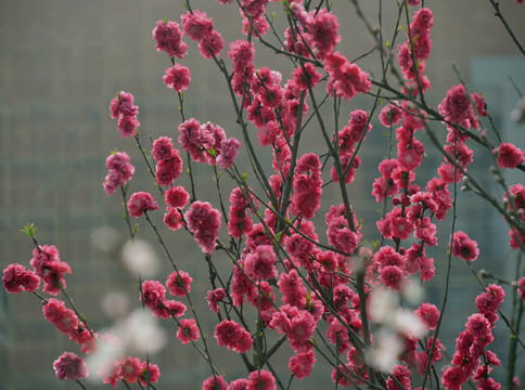 碧桃花