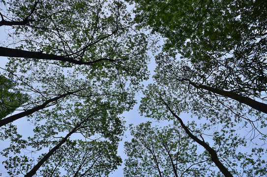 樹林