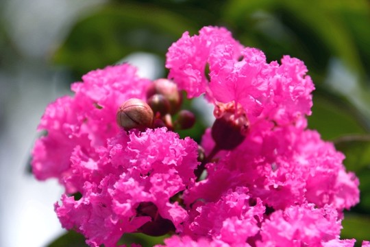 紫薇花