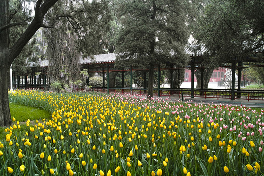 郁金香花園