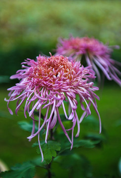 秋菊