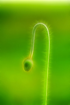 電腦畫(huà) 花姿