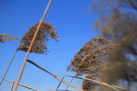 枯草