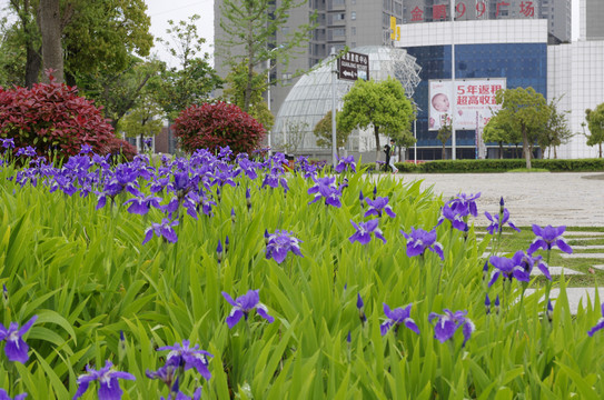 街邊公園里的蝴蝶蘭花圃