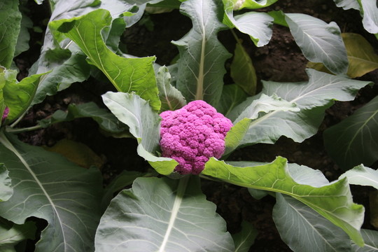 紫色菜花