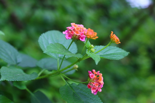 花