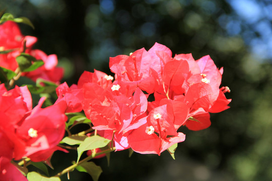紅花三角梅