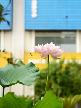蜂荷唱
