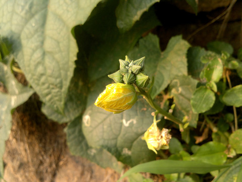 花蕾
