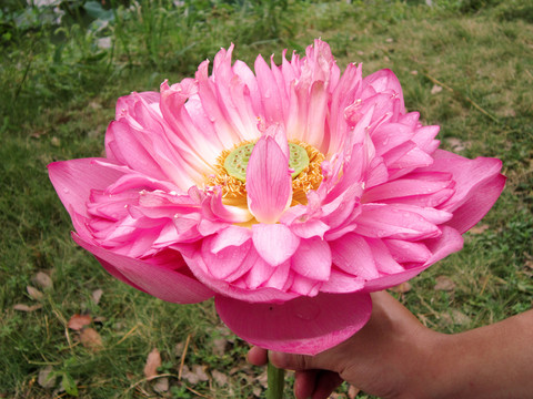 荷花