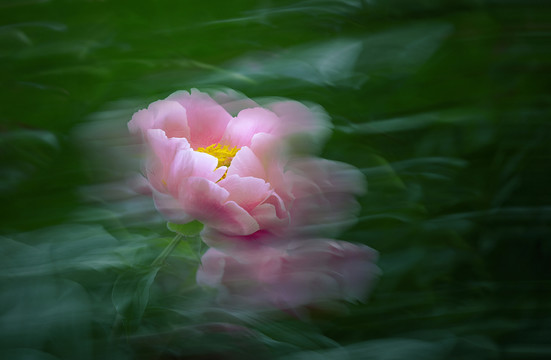 芍藥花