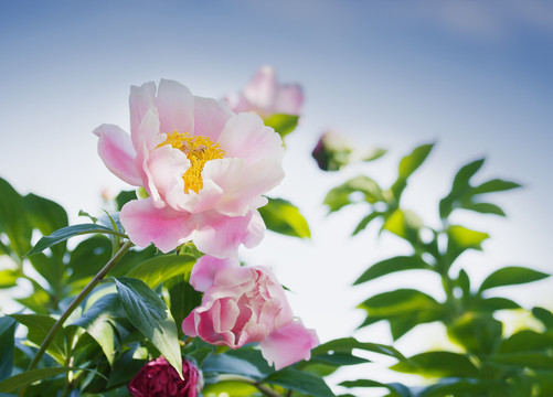 芍藥花
