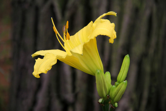 金針 黃花