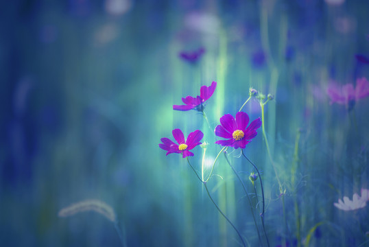 格桑花