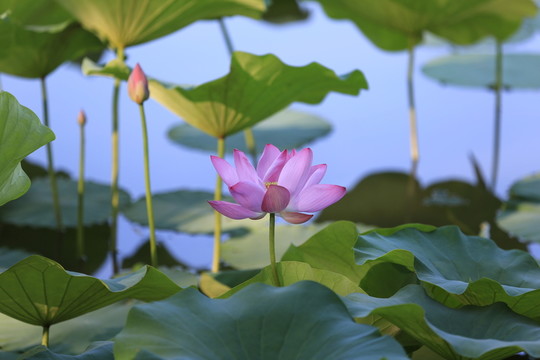 荷花