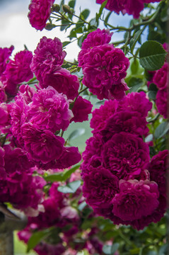 薔薇