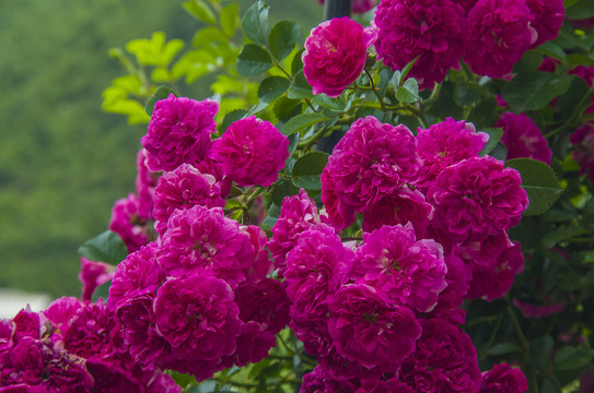 薔薇