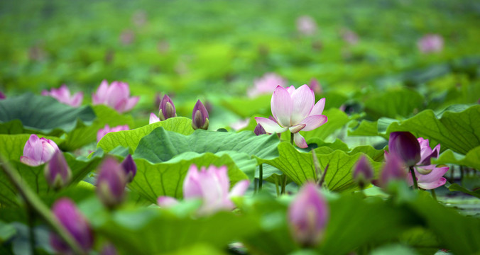 荷花