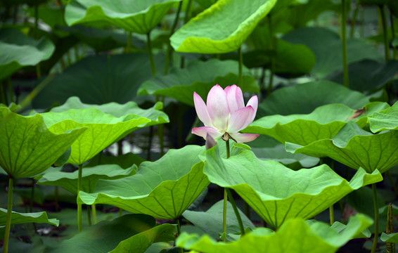 荷花