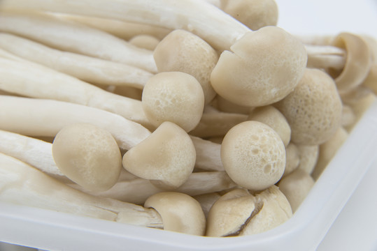 茶樹菇