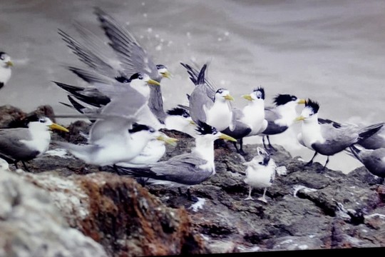 海鳥