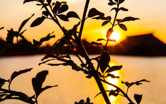 夕陽枯葉