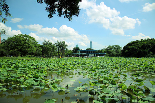 洪湖公園