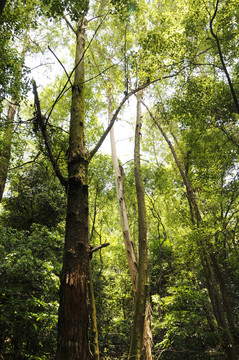 大夫山森林公園 叢林