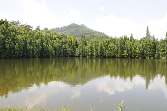 大夫山森林公園 湖面