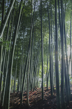 竹林