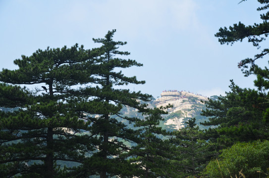 華山風景 五針松