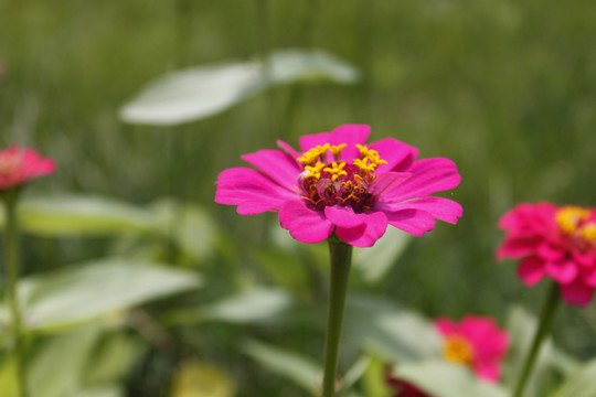 百日草花