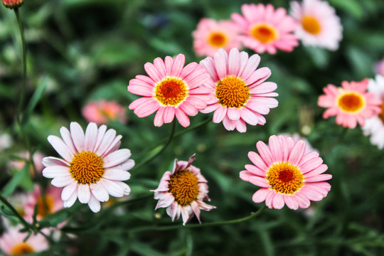 雛菊