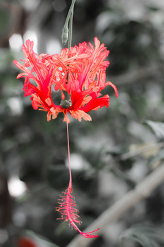 花卉 吊燈花