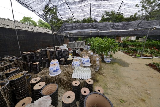 苗圃 苗木 植物 園丁 花卉