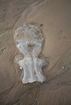 水母
