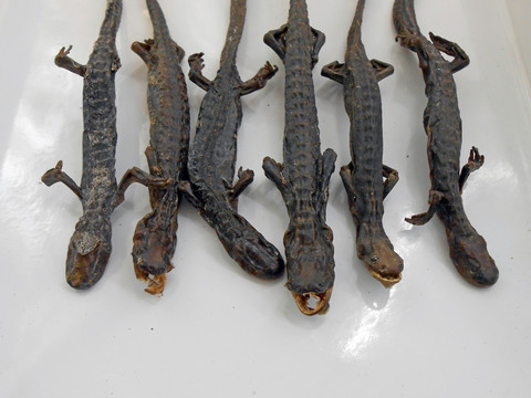 中醫(yī)中藥羌活魚