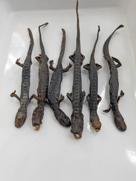 中醫(yī)中藥羌活魚