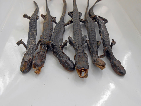 中醫(yī)中藥羌活魚
