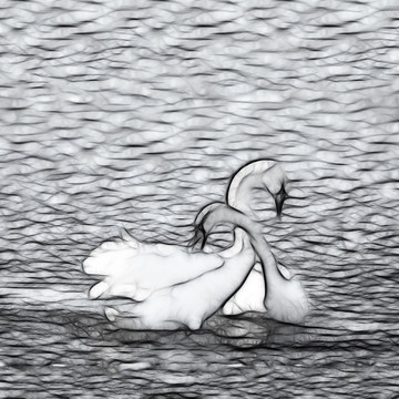 天鵝  線畫(huà)  裝飾畫(huà)