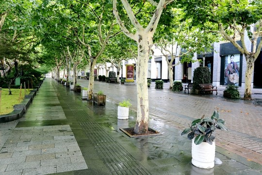 西湖邊的林蔭道