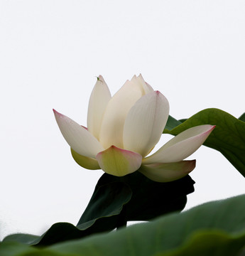 白蓮花