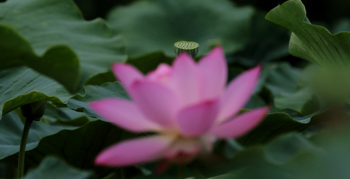 荷