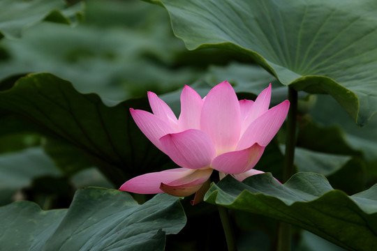 荷